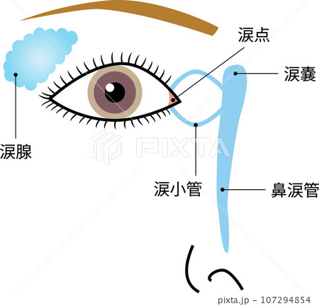 目　涙器の構造　イラスト　文字あり 107294854
