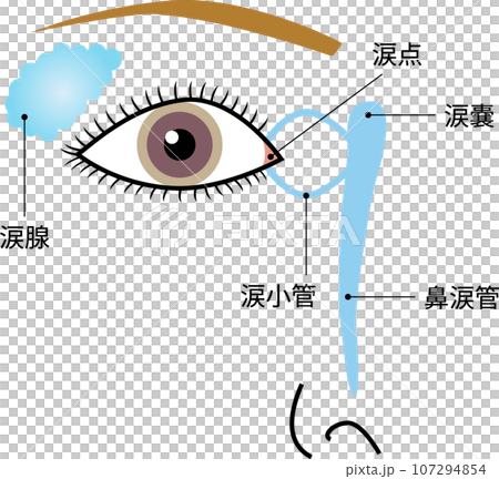 目　涙器の構造　イラスト　文字あり 107294854