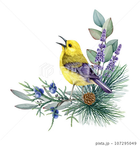 Winter floral decor with bright bird, eucalyptus, conifer. Watercolor illustration. Hand drawn nature style decoration with warbler, pine, eucalyptus. Wintertime cozy natural decor. White background 107295049
