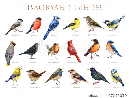 Backyard birds with names. Watercolor painted big illustration set. Various backyard birds on white background. Bluebird, starling, wren, blue jay, robin, warbler, red cardinal elements isolated 107295050