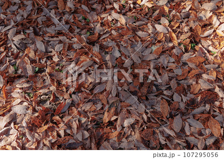 落ち葉の絨毯 107295056