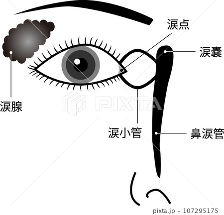 目 涙器の構造 イラスト モノクロ 文字あり 目 涙器の構造 イラスト モノクロ 文字あり 107295175