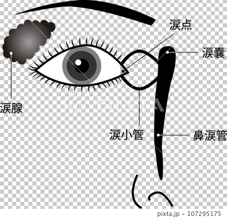 目 涙器の構造 イラスト モノクロ 文字あり 目 涙器の構造 イラスト モノクロ 文字あり 107295175