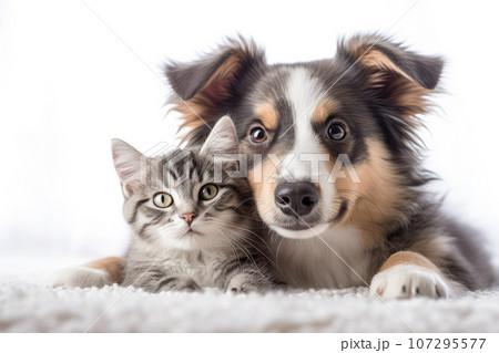 Portrait of a dog and a cat looking at the camera in front of a white background Portrait of a dog and a cat looking at the camera in front of a white background 107295577