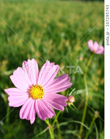コスモスの花 コスモスの花 107295743