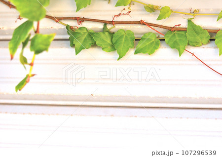 シャッターに絡みつく蔦の葉 107296539