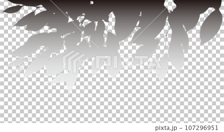 桜の葉　モノクロ 107296951