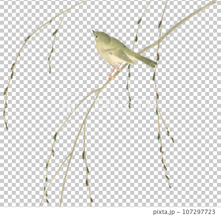 Flower and bird painting Japanese warbler 107297723