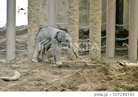 札幌市円山動物園で誕生したゾウの赤ちゃん 107298592