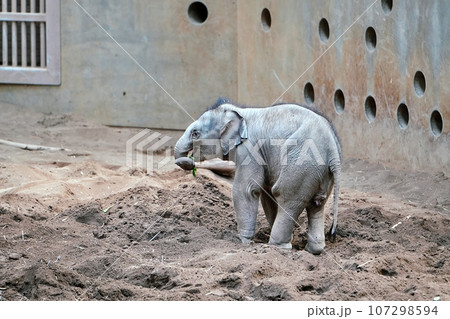 札幌市円山動物園で誕生したゾウの赤ちゃん 107298594