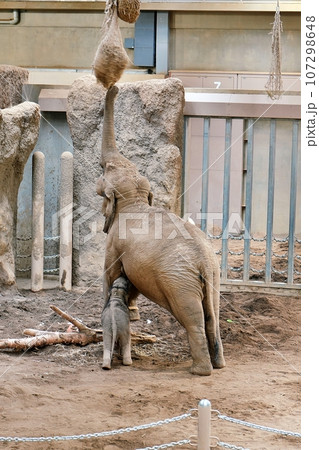 札幌市円山動物園で誕生したゾウの赤ちゃんとお母さんのパール 札幌市円山動物園で誕生したゾウの赤ちゃんとお母さんのパール 107298648