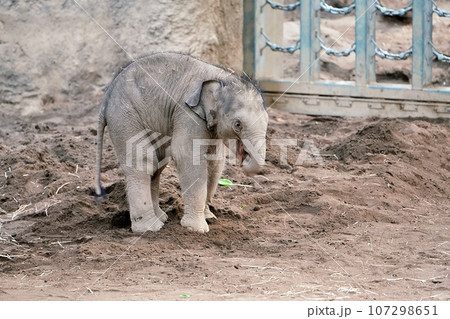 札幌市円山動物園で誕生したゾウの赤ちゃん 107298651