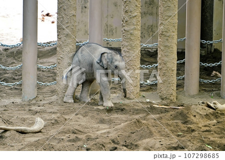 札幌市円山動物園で誕生したゾウの赤ちゃん 107298685