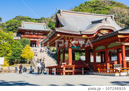 秋の鎌倉 鶴岡八幡宮 秋の鎌倉 鶴岡八幡宮 107298920