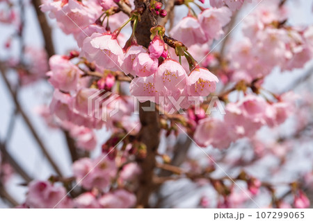 春の風景。ピンク色の桜の花と青空のコントラスト。 春の風景。ピンク色の桜の花と青空のコントラスト。 107299065