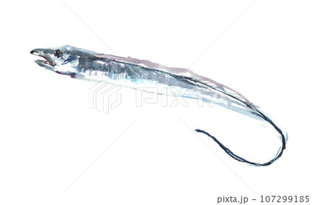 水彩で描いたタチウオのイラスト 水彩で描いたタチウオのイラスト 107299185