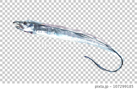 水彩で描いたタチウオのイラスト 水彩で描いたタチウオのイラスト 107299185
