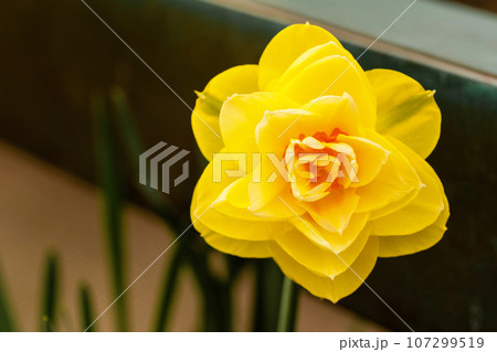 Narcissus pseudonarcissus, wild daffodil or Lent lily. Beautiful colorful flower close up. Narcissus is genus of predominantly spring perennial plants 107299519