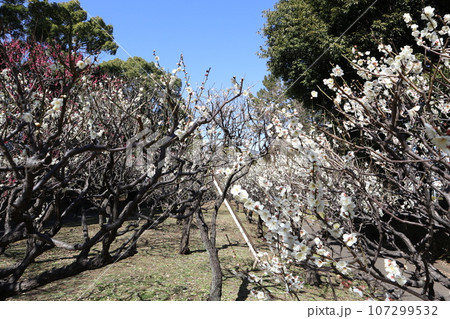 平和の森公園 梅 107299532