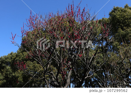 平和の森公園 梅 平和の森公園 梅 107299562