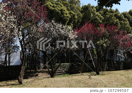 平和の森公園 梅 107299587
