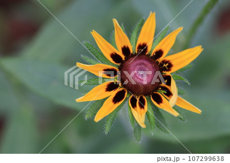 ルドベキア 0021 ルドベキア 0021 107299638