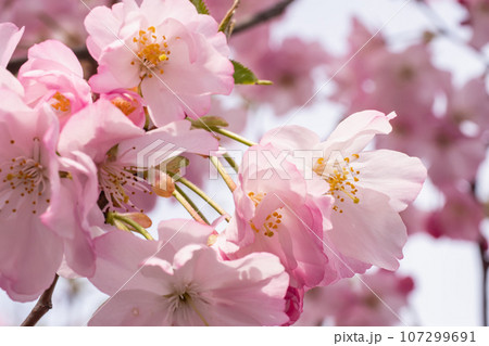 桜デザイン屏風　ピンク　毛せん付き 14629のれん さくらとうさぎ150(和風のれん 85