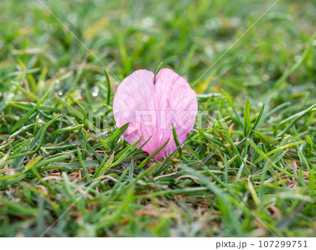 雨露に濡れた芝生の上に散った桜の花びら。 107299751