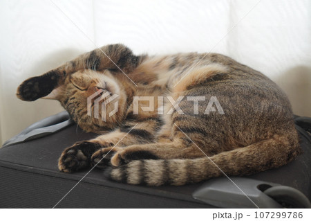 眠るキジトラ 眠るキジトラ 107299786