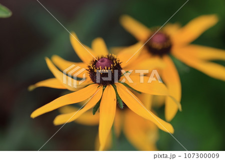 ルドベキア 0034 ルドベキア 0034 107300009