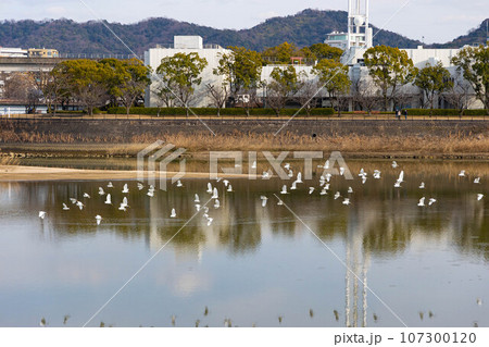 EOSR6.広島市内、群れの移動。 EOSR6.広島市内、群れの移動。 107300120