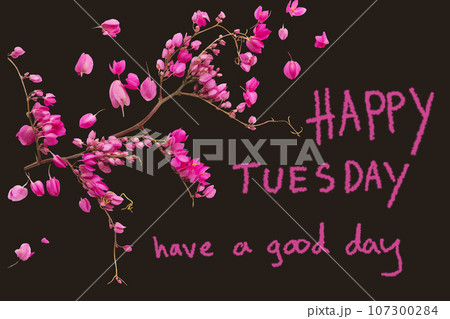 happy tuesday have a good day message card hand writing with pink little flowers  107300284