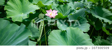 葉の間から顔を出した蓮の花 葉の間から顔を出した蓮の花 107300509