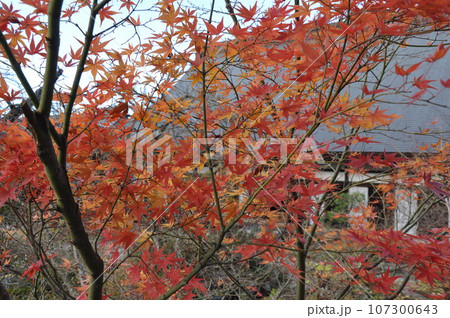 茨城県桜川市月山寺の紅葉 107300643