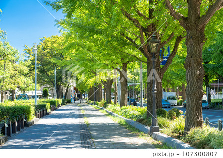 《神奈川県》山下公園通り・夏のイチョウ並木 107300807