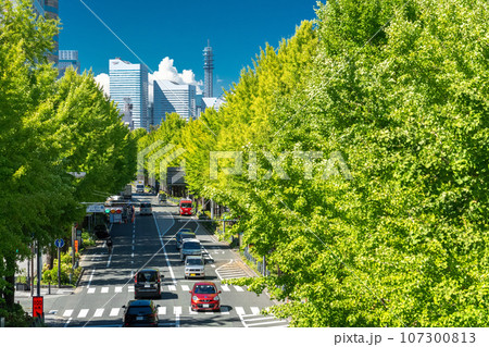 《神奈川県》山下公園通り・夏のイチョウ並木 107300813