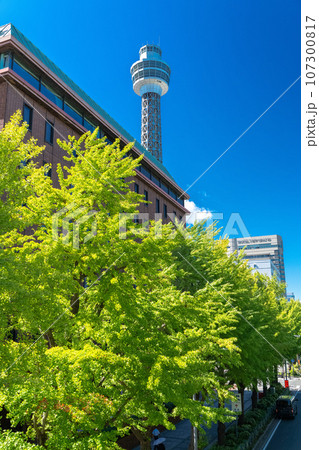 《神奈川県》山下公園通り・夏のイチョウ並木 107300817
