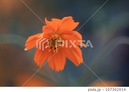 コスモス 0136 コスモス 0136 107302014