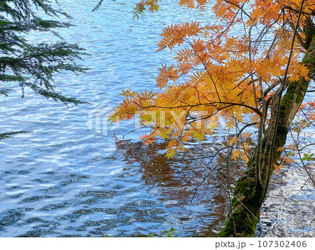 水辺の紅葉 水辺の紅葉 107302406