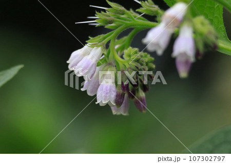 ヒレハリソウの花 ヒレハリソウの花 107302797