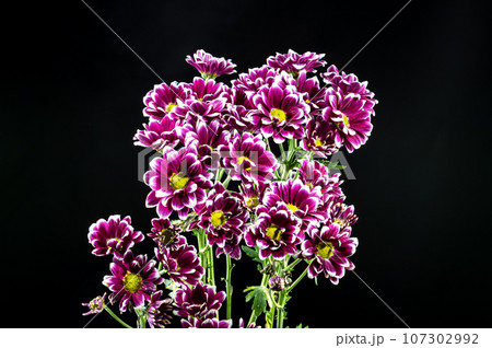 Purple Chrysanthemum on a black background Purple Chrysanthemum on a black background 107302992