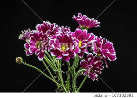 Purple Chrysanthemum on a black background Purple Chrysanthemum on a black background 107302993