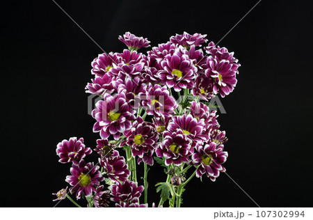 Purple Chrysanthemum on a black background 107302994