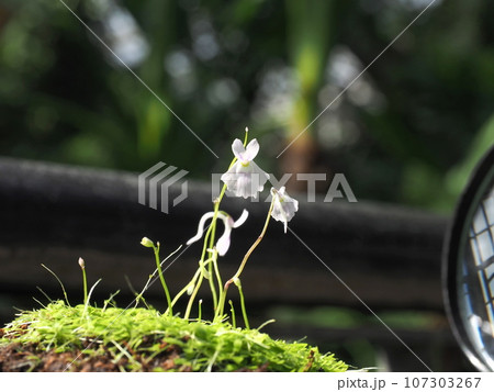 紫色の小さな花『和風イメージ』(京都) 紫色の小さな花『和風イメージ』(京都) 107303267