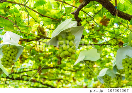 (山梨県)ぶどう狩り・葡萄園のブドウ シャインマスカット (山梨県)ぶどう狩り・葡萄園のブドウ シャインマスカット 107303367