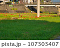 川沿いの土手に咲く彼岸花　長崎県諫早市本明川 107303407
