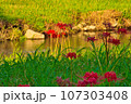 彼岸花と川と赤い彼岸桜の花 107303408