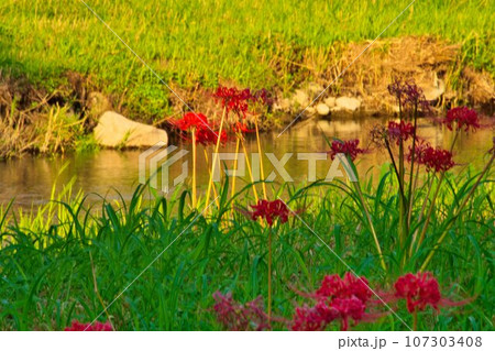彼岸花と川と赤い彼岸桜の花 107303408