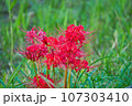 赤い彼岸花　 107303410