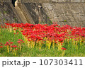 川沿いに咲く彼岸花 107303411